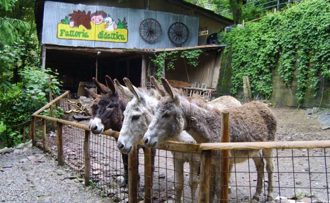 FVG: APERTO IL BANDO PER SOSTENERE AGRITURISMI E FATTORIE DIDATTICHE